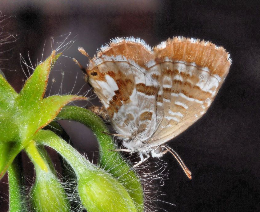 Cacyreus marshalli
